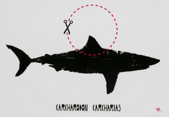 Carcharodon carcharis