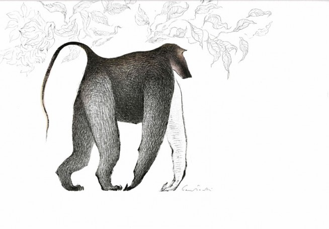 Untitled (Baboon)