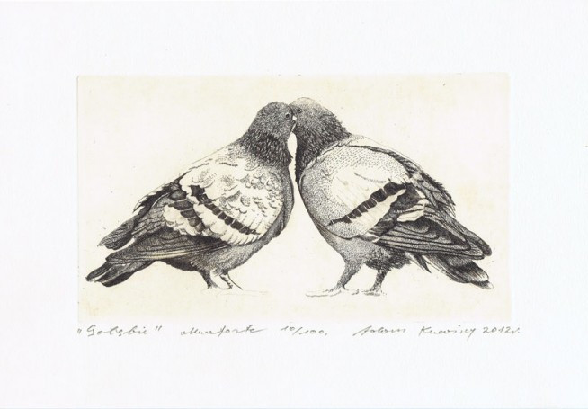 Adam Kwasny, Pigeons