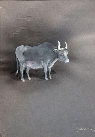 Ox (Illustration for 
