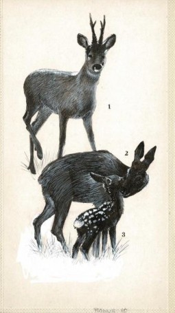 Untitled - deer