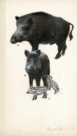 Untitled - boar