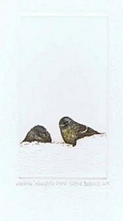 Sparrows, 2005