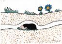 Mole, book ilustration