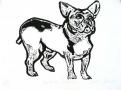 French bulldog