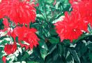 Dahlias in the shade, 2000