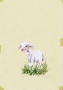 A to co? (Little sheep)