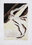 Edmund Piotrowicz, Bird flights I