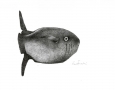 Untitled (Fish)