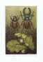 Elzbieta Bocianowska, Stag Beetles
