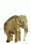 Untilted (elephant)