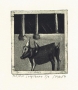 Temple dog, 1984 