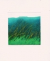 Little Grass, 2000