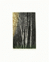 Birch III