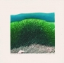 Green landscape, 1995 r.